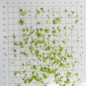 Frozen Milled Green Bird-Eye