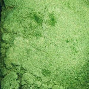 Frozen Milled Thai Basil